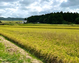 🌾お米事情とサトウの休日🏐