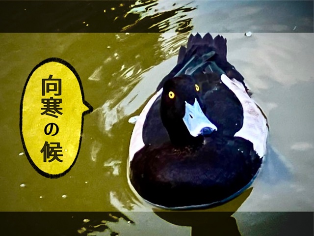 ケヤキも落葉する大通りより/北の国から……🦆新規オープンから２回目のXmasを迎える/フェア開催中ですよー！