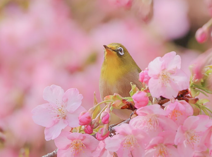 🌸春　ピンクの気分🌸